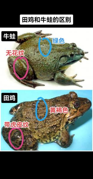 养殖一亩牛蛙多少利润,一亩田养多少牛蛙