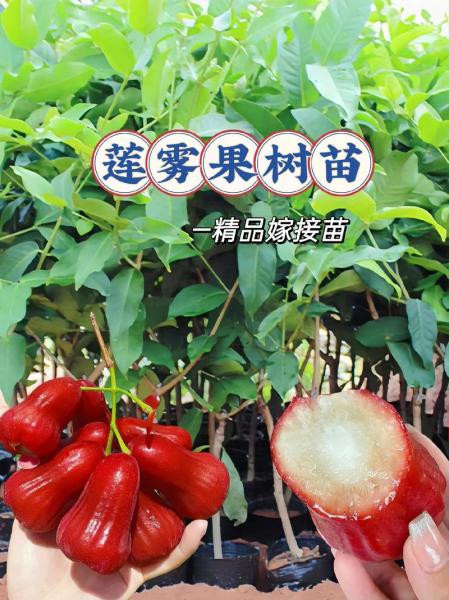 莲雾家庭盆栽种植方法,莲雾盆栽养殖方法?