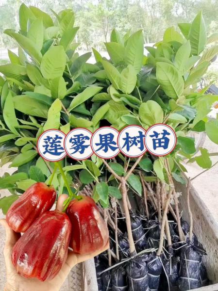 莲雾家庭盆栽种植方法,莲雾盆栽养殖方法?