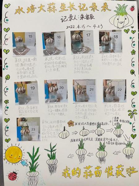 出芽大蒜种植方法?出芽大蒜种植方法图解?