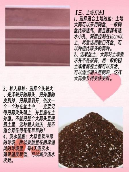 出芽大蒜种植方法?出芽大蒜种植方法图解?