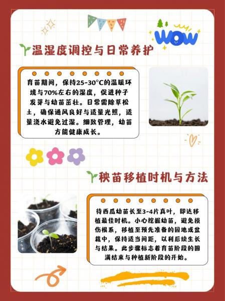 拇指小西瓜种植方法?拇指西瓜种植方法日记?