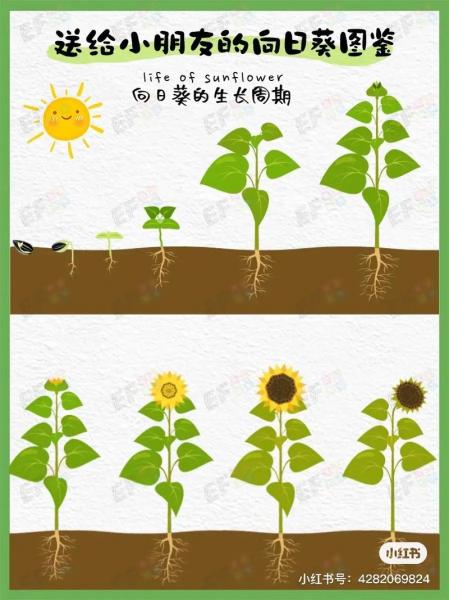 种植方法步骤,向日葵种子种植方法步骤