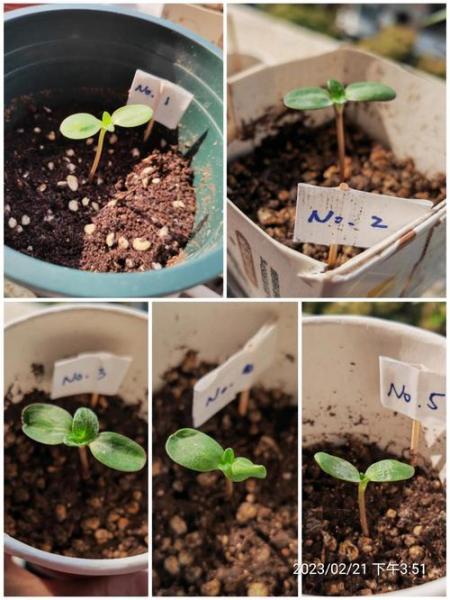 种植方法步骤,向日葵种子种植方法步骤