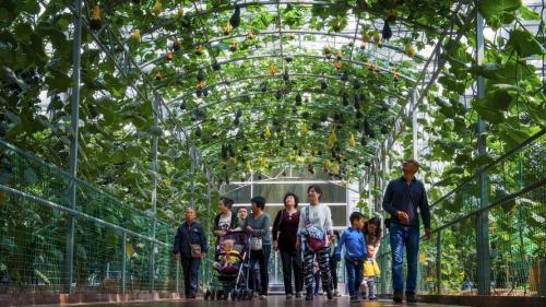 生态观光旅游农业种植什么?观光生态农业模式及配套技术?