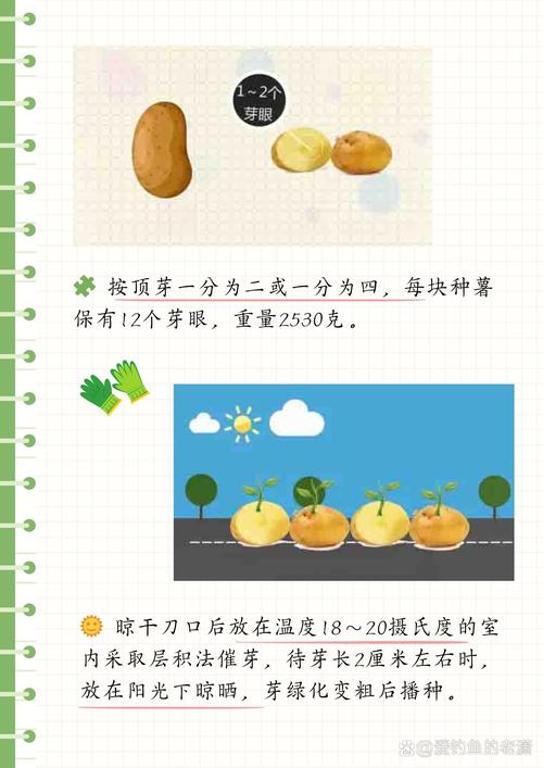 种植土豆的时间和方法,种土豆的方法 栽培技术