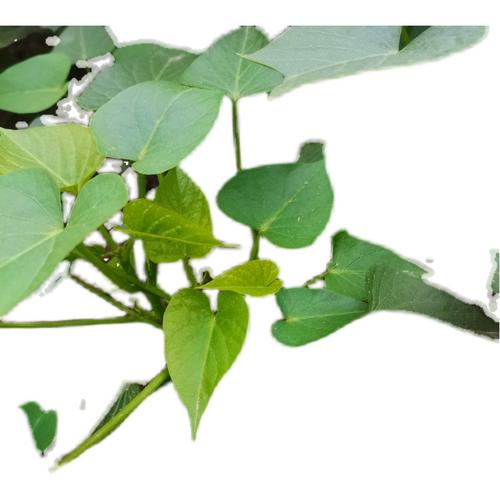 红薯叶种植方法?红薯叶种植方法图解?