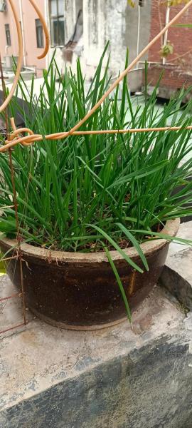 红薯叶种植方法?红薯叶种植方法图解?