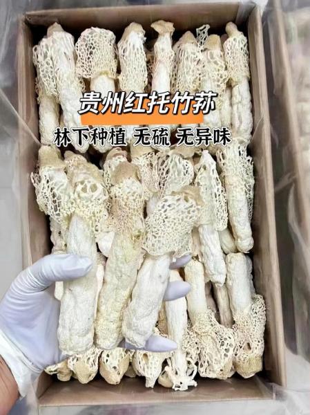竹荪怎么人工种植?竹荪人工种植在什么地方?
