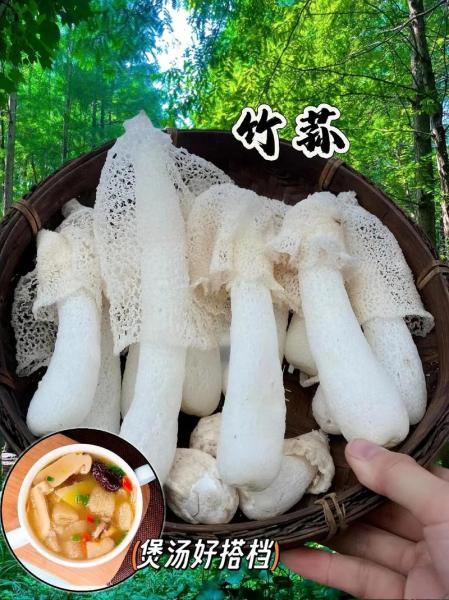 竹荪怎么人工种植?竹荪人工种植在什么地方?