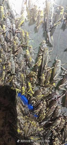 蚂蝗养殖前景怎样?蚂蝗 养殖?