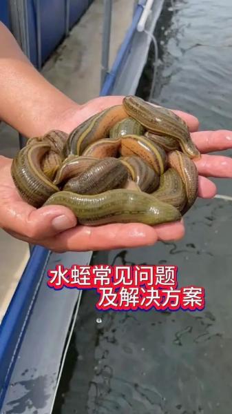 蚂蝗养殖前景怎样?蚂蝗 养殖?
