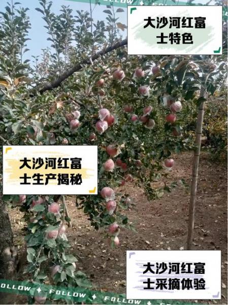 红富苹果今年大约什么价格,红富苹果今年大约什么价格卖