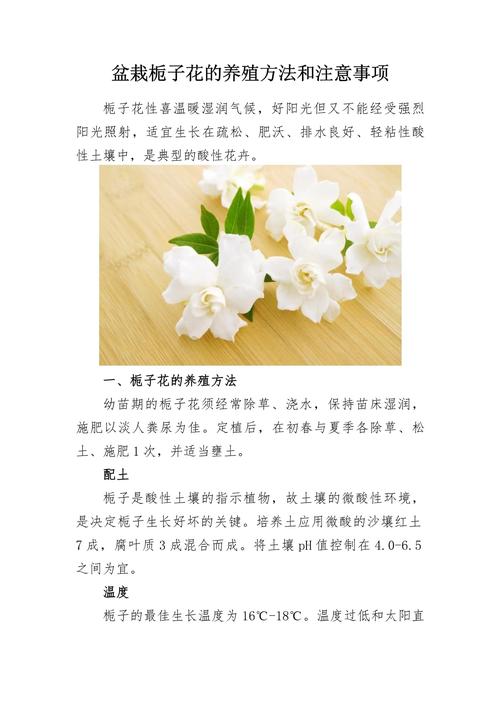 栀子花的养殖方法和注意事项冬天?栀子花冬季养护方法?