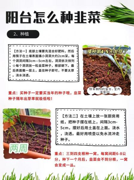 韭菜种植时间和方法,韭菜种植时间和方法简介?
