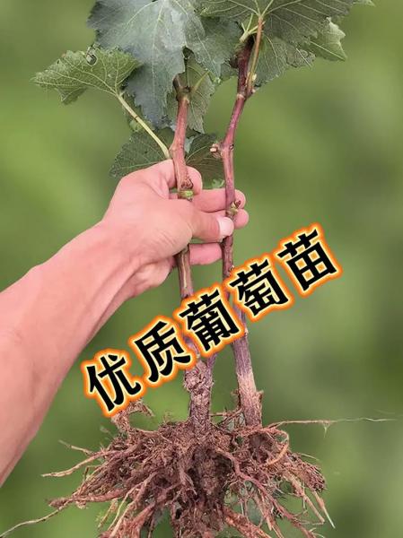 阳光玫瑰葡萄怎么种植技术，阳光玫瑰葡萄种植技术要点