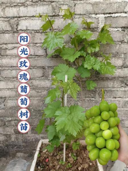 阳光玫瑰葡萄怎么种植技术,阳光玫瑰葡萄种植技术要点