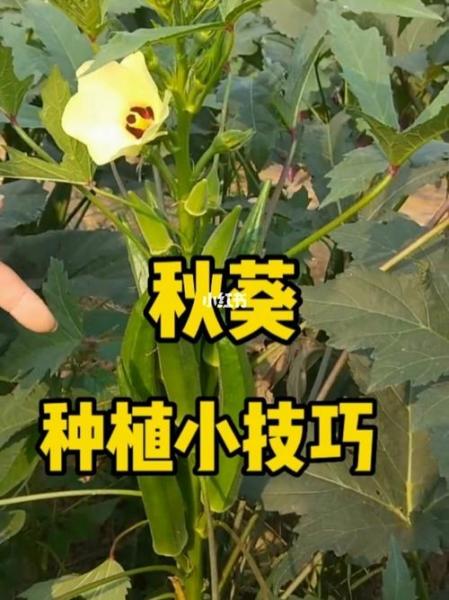 秋葵苗怎么种植方法，秋葵的育苗方法？