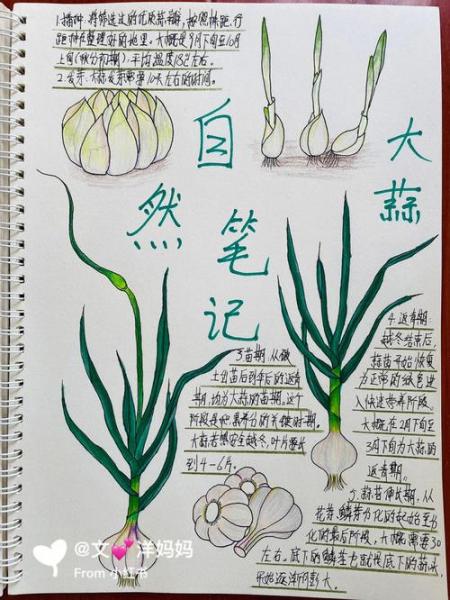 观察大蒜生长过程日记连续观察,观察大蒜生长过程日记100字三篇在一起