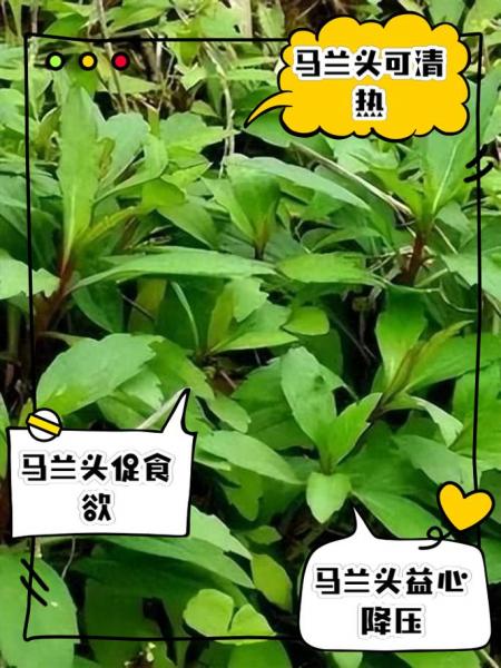 野菜为什么没有广泛种植?野菜为什么那么贵?