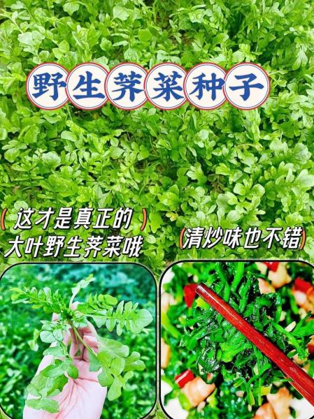野菜为什么没有广泛种植?野菜为什么那么贵?
