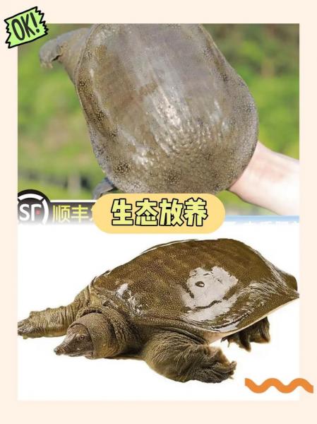 千岛湖甲鱼养殖场在什么地?千岛湖有养殖鱼吗?