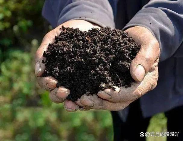 露天西瓜最新种植技术？露天西瓜最新种植技术要求？