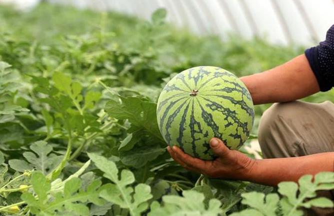 露天西瓜最新种植技术?露天西瓜最新种植技术要求?
