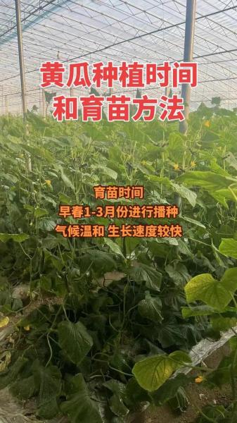露天黄瓜种植时间和方法,露天黄瓜什么时候育苗?