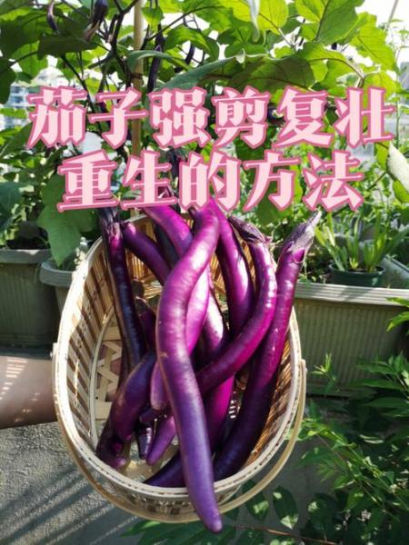 茄子的种植方法和管理技术,茄子的种植方法和管理技术茄子整枝打杈视频?