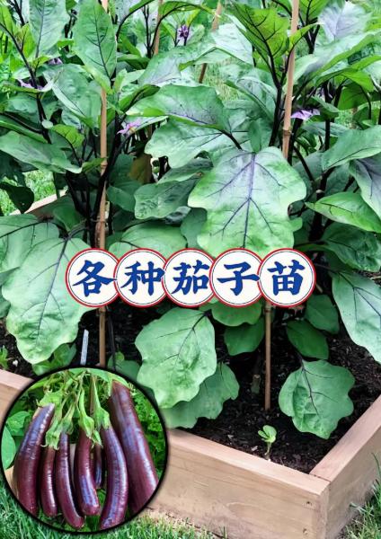 茄子的种植方法和管理技术,茄子的种植方法和管理技术茄子整枝打杈视频?