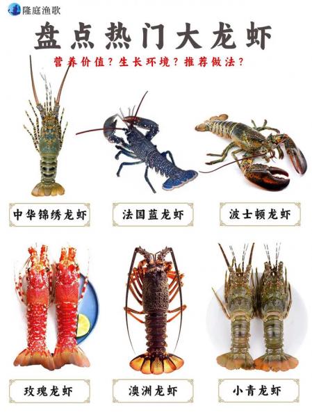 大龙虾怎么养殖,大龙虾怎么养殖视频教程?