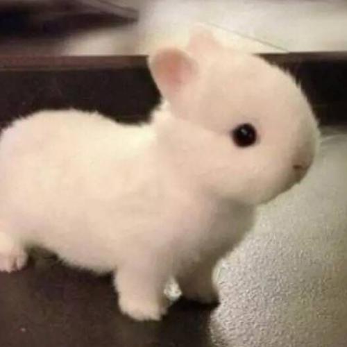 宠物兔长什么样子,宠物兔长得大吗?