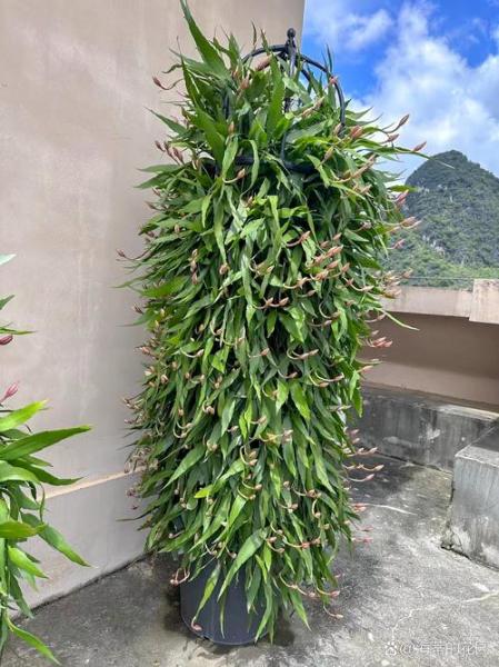 小叶昙花的养殖方法?小叶昙花有药用价值吗?