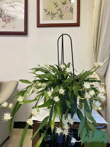 小叶昙花的养殖方法?小叶昙花有药用价值吗?