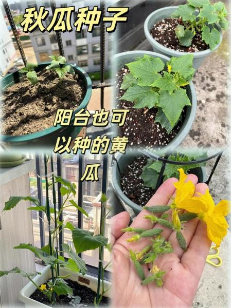 黄瓜的种植方法与时间,黄瓜的种植方法与时间视频教程?