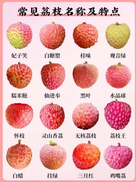 荔枝什么时候种植?荔枝什么时间种植?