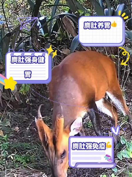 养殖的麂子肚多少一个,麂子的肚子有什么作用?