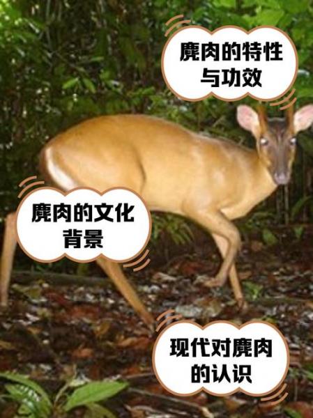 养殖的麂子肚多少一个,麂子的肚子有什么作用?