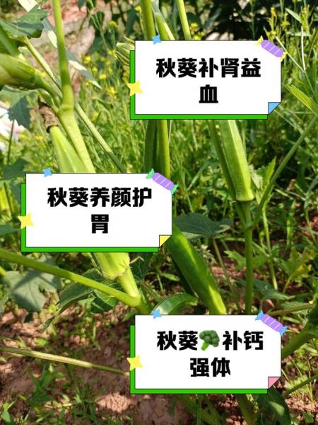 秋葵壮阳吗?秋葵壮阳的吗?