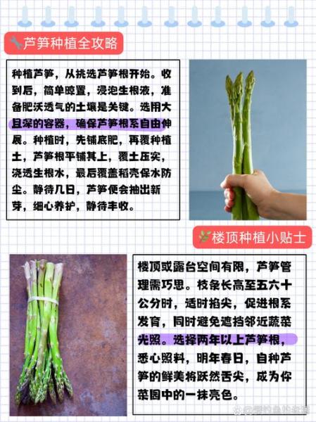 芦笋种植方法芦笋栽培技术,芦笋种植方法芦笋栽培技术图片?