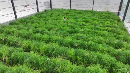 芦笋种植方法芦笋栽培技术,芦笋种植方法芦笋栽培技术图片?