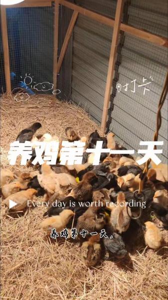 未来十年农村养殖什么有前景,未来3年农村养殖什么比较赚钱