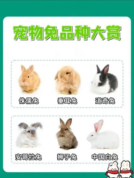 养殖兔子多少一斤,养殖兔子多少一斤啊