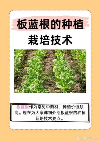 板蓝根价格多少,板蓝根市场价?