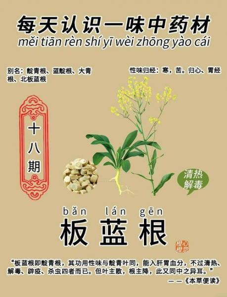 板蓝根价格多少,板蓝根市场价?