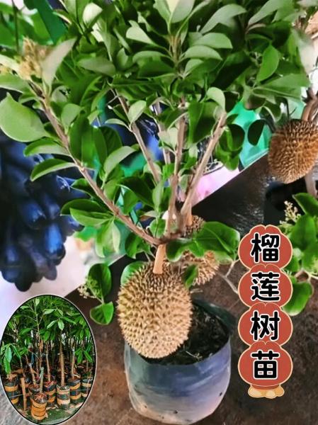怎么种植榴莲?怎么种植榴莲树苗子?
