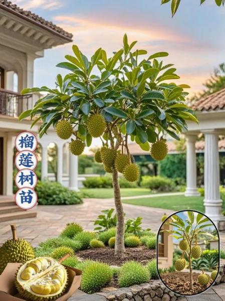 怎么种植榴莲?怎么种植榴莲树苗子?