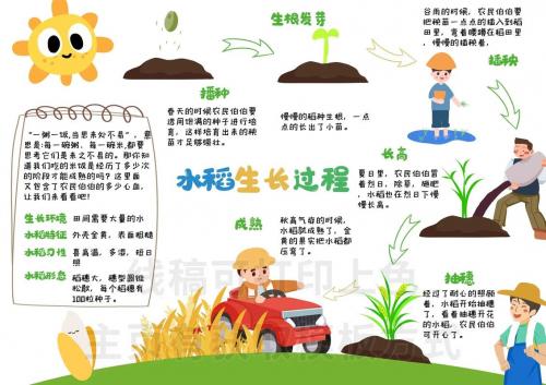 水稻的种植过程二年级,水稻种植过程二年级作业 耕田 打谷?