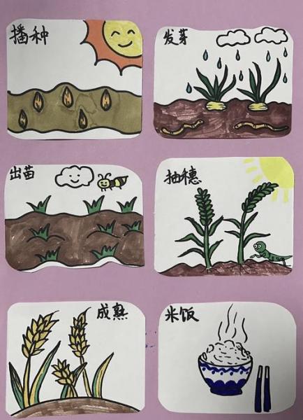 水稻的种植过程二年级,水稻种植过程二年级作业 耕田 打谷?